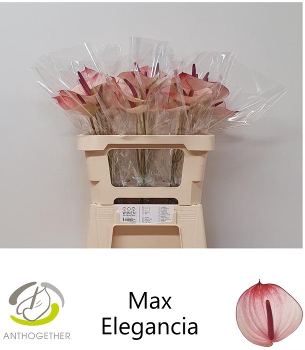 <h4>ANTH A MAX ELEGAN 30 OPZET</h4>