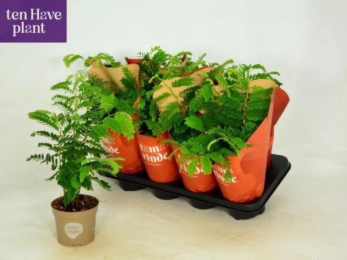 <h4>TAMARINDUS INDICA</h4>