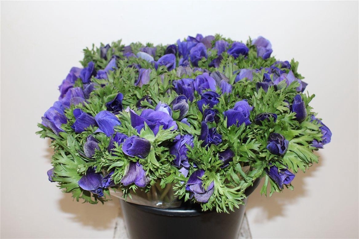 <h4>Anem Marianne Blue</h4>