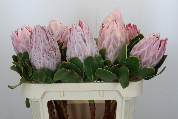 <h4>Protea Cynaroides</h4>