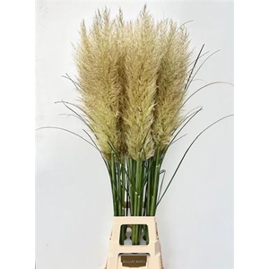 Cortaderia Se Evita 130cm Extra