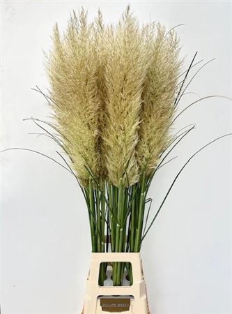 <h4>Cortaderia Se Evita 130cm Extra</h4>