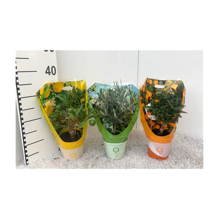 <h4>Algarve Mix Citrus & Olea mini-stem carry-bag</h4>