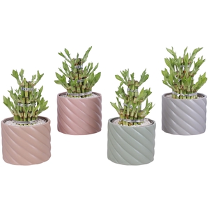 Lucky Bamboo Shape Round 3S Ø14cm Ceramic SE661