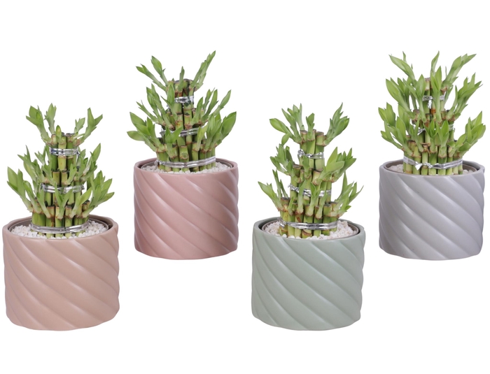 <h4>Lucky Bamboo Shape Round 3S Ø14cm Ceramic SE661</h4>