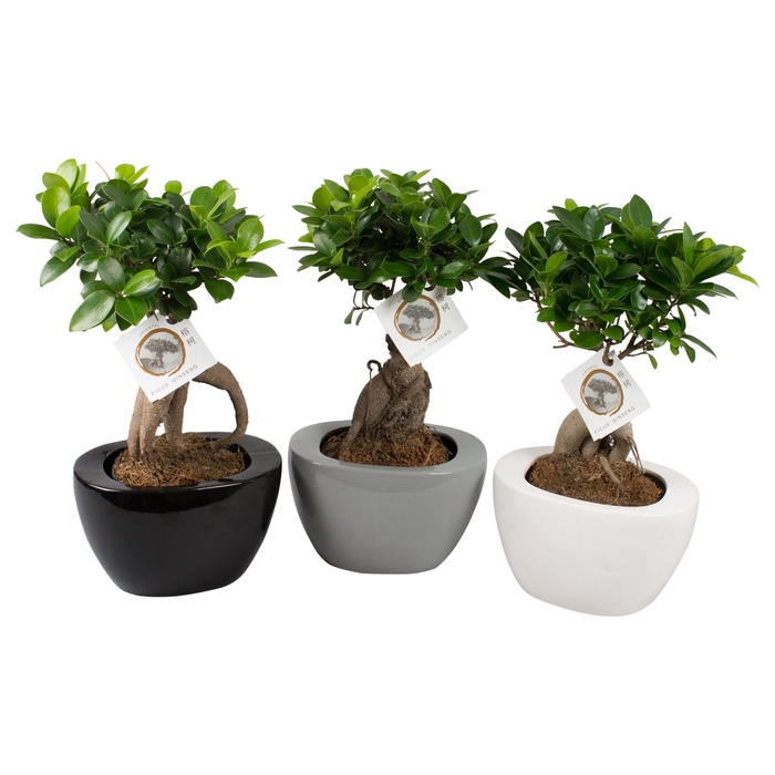 <h4>Ficus Mi Ginseng Keramiek Folded</h4>