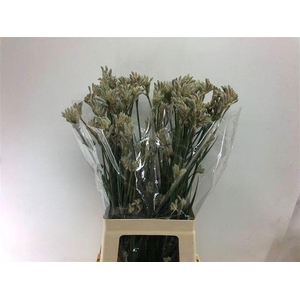 Anigozanthos Bush Diamond