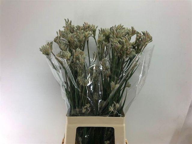 <h4>Anigozanthos Bush Diamond</h4>