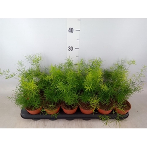 Asparagus dens. 'Sprengeri'