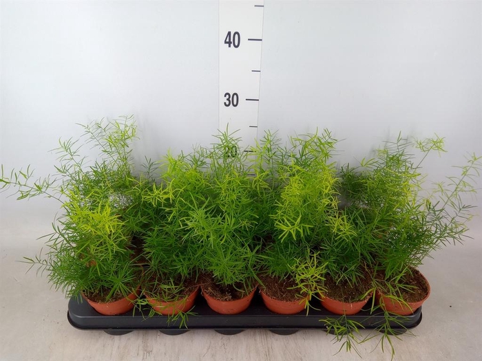 <h4>Asparagus dens. 'Sprengeri'</h4>