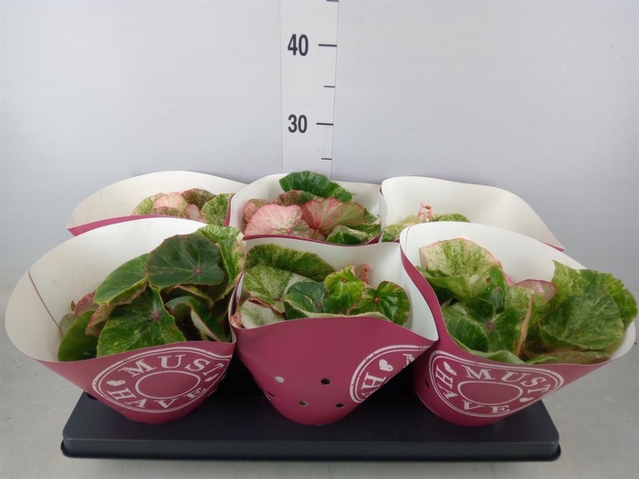 <h4>Begonia BD ...</h4>