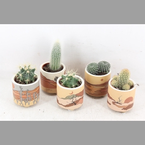 arr2 UB - Cactus ker. Palm Mar x15