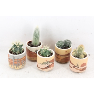 Arr2 Ub - Cactus Ker. Palm Mar X15