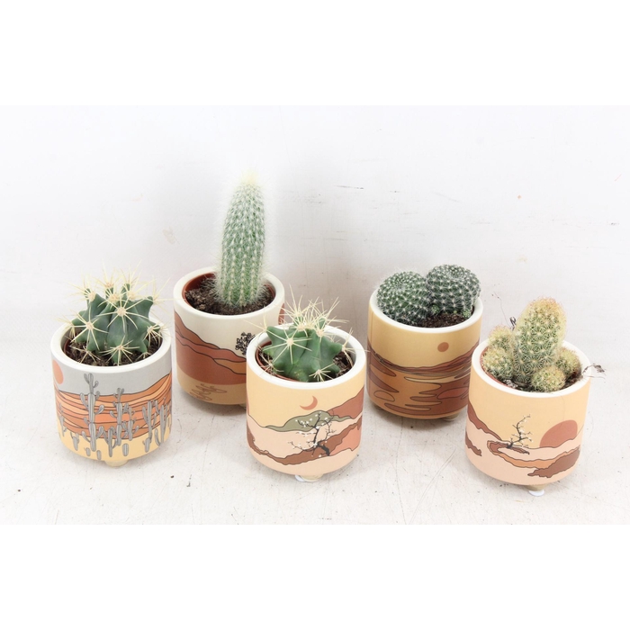 <h4>Arr2 Ub - Cactus Ker. Palm Mar X15</h4>