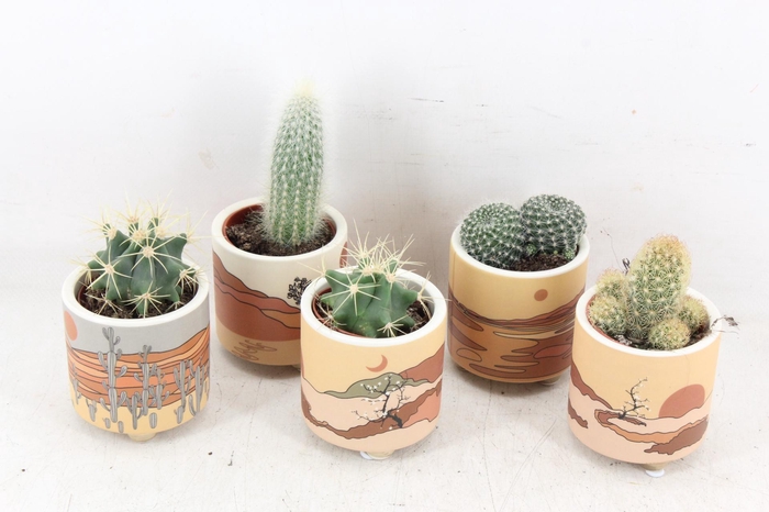 <h4>arr2 UB - Cactus ker. Palm Mar x15</h4>