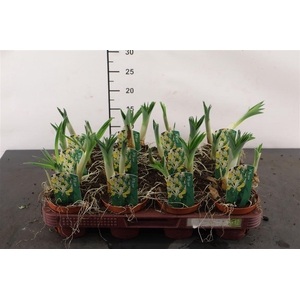 B Iris 9 Cm. P. Bucharica