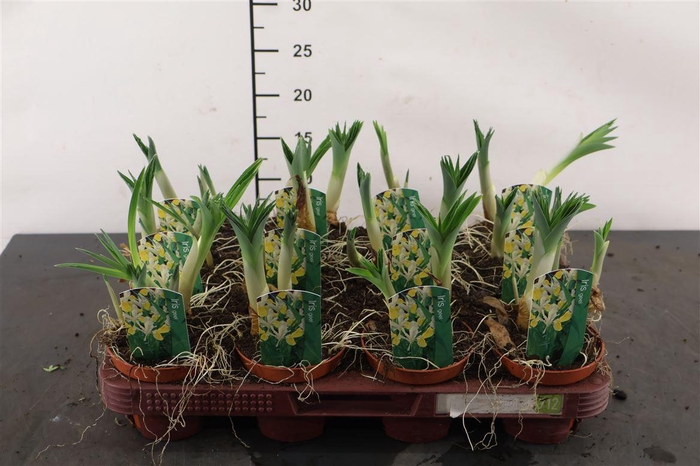 <h4>B Iris 9 Cm. P. Bucharica</h4>