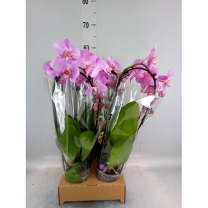 Phalaenopsis  'Elegant Cascade'