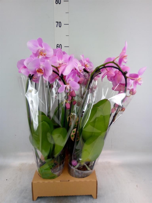 <h4>Phalaenopsis  'Elegant Cascade'</h4>