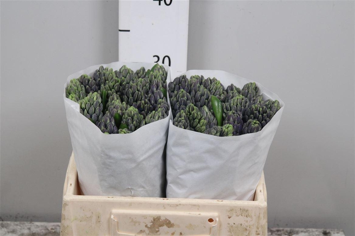 <h4>Hyac Delft Blue</h4>