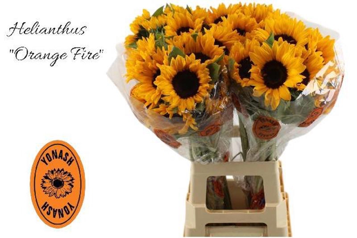 <h4>Helianthus Orange Fire Yonash</h4>