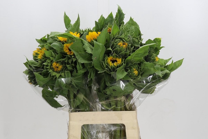 <h4>Helianthus Orange Fire</h4>