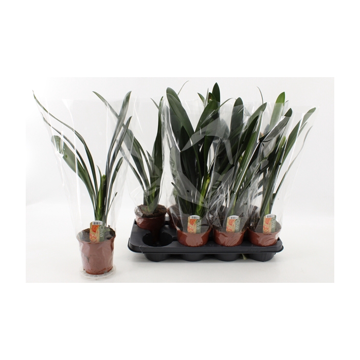 <h4>Clivia Miniata 13Ø 55cm 1fl</h4>