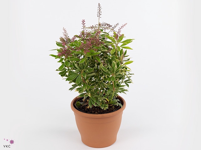 Pieris japonica 'Ralto'