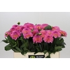 Dahlia Esli