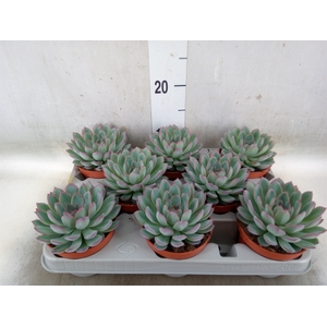 Echeveria  'Apus'