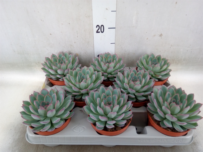<h4>Echeveria  'Apus'</h4>