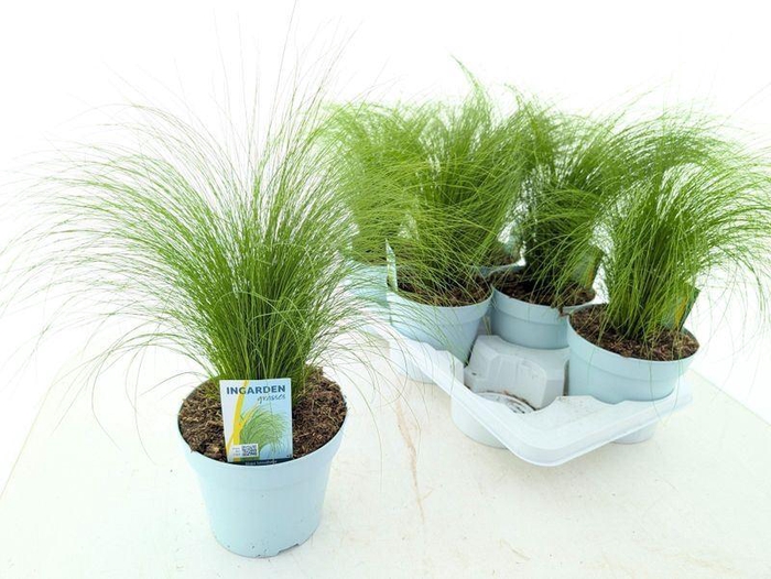 <h4>Stipa tenuissima 'Ponytails'</h4>