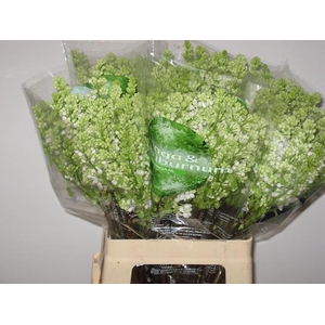 SYR M FLO STEPMAN BS