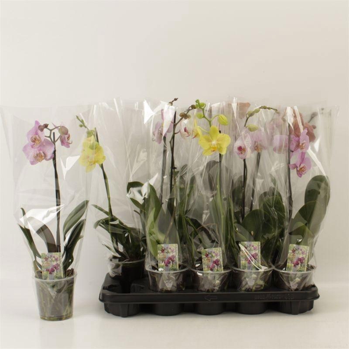 <h4>PHAL GEM</h4>