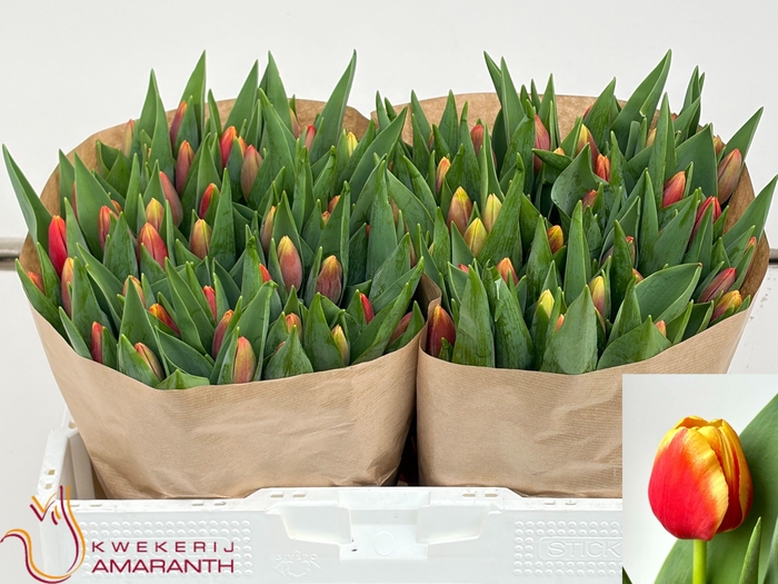 <h4>TU EN REPLAY</h4>