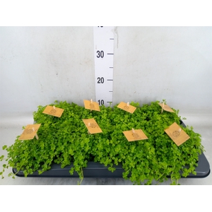 Pilea depressa