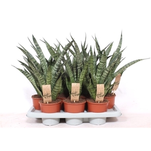 Sansevieria Diamond Green