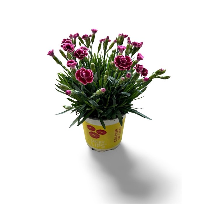 <h4>Dianthus allw. 'Lucky Lips Lara'</h4>