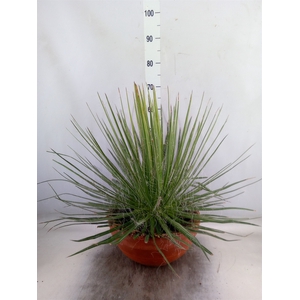 Agave filifera