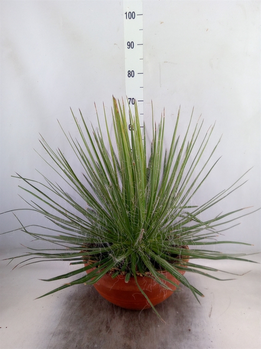 <h4>Agave filifera</h4>