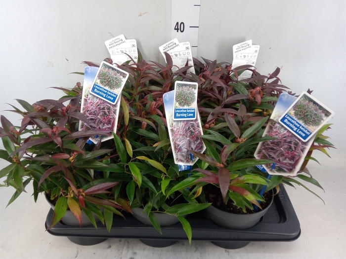 <h4>Leucothoe keidkei 'Burning Love'</h4>