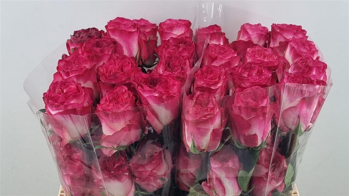 <h4>R Gr Enchantment Ll</h4>