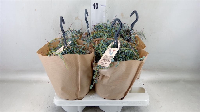 <h4>Senecio   ...</h4>