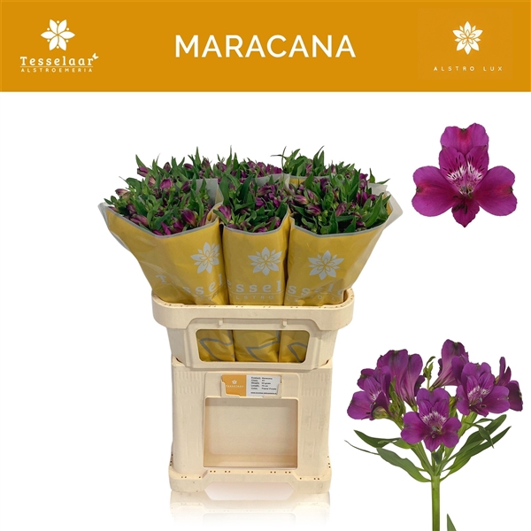 <h4>Alstroemeria Maracana 60 gr</h4>