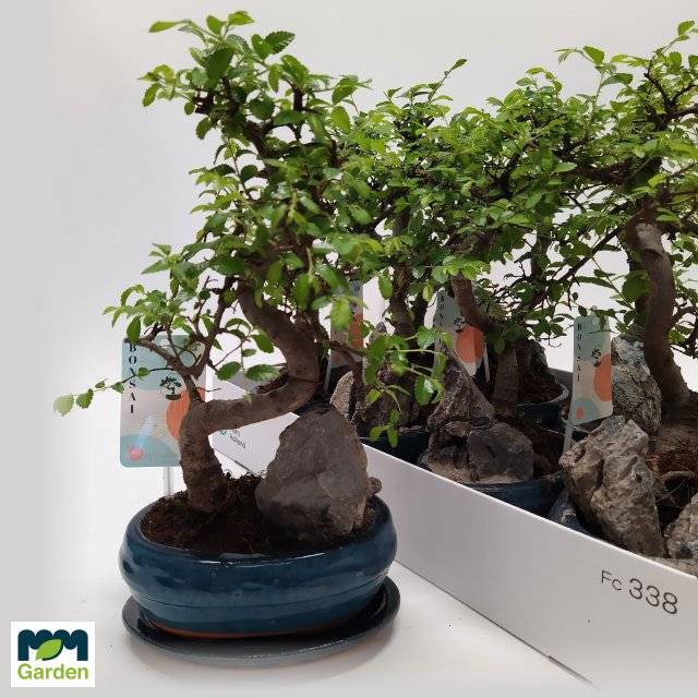 <h4>BONSAI OV</h4>