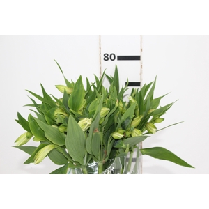 ALSTROEMERIA AKEMI 080 CM