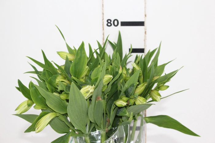 ALSTROEMERIA AKEMI 080 CM