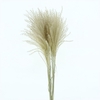 Dried Stipa Feather Natural (fijn)