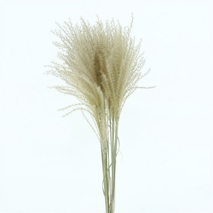 Dried Stipa Feather Natural (fijn)