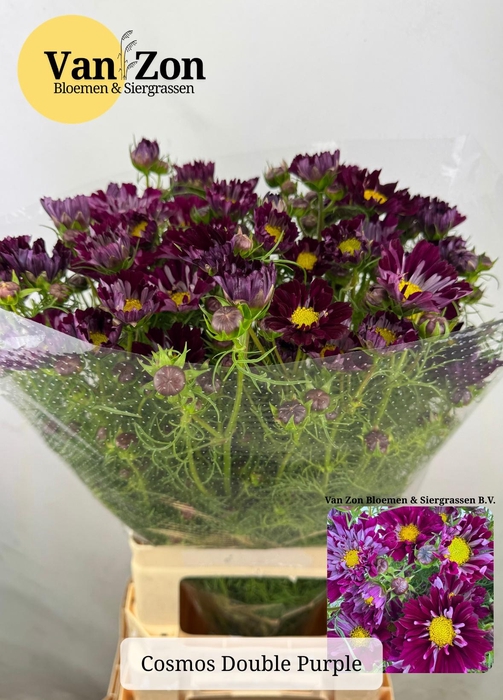 <h4>COSMOS BIPINNATUS</h4>